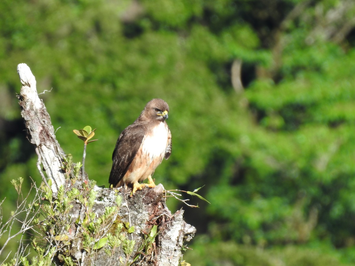 Red-tailed Hawk (costaricensis) - ML622363194