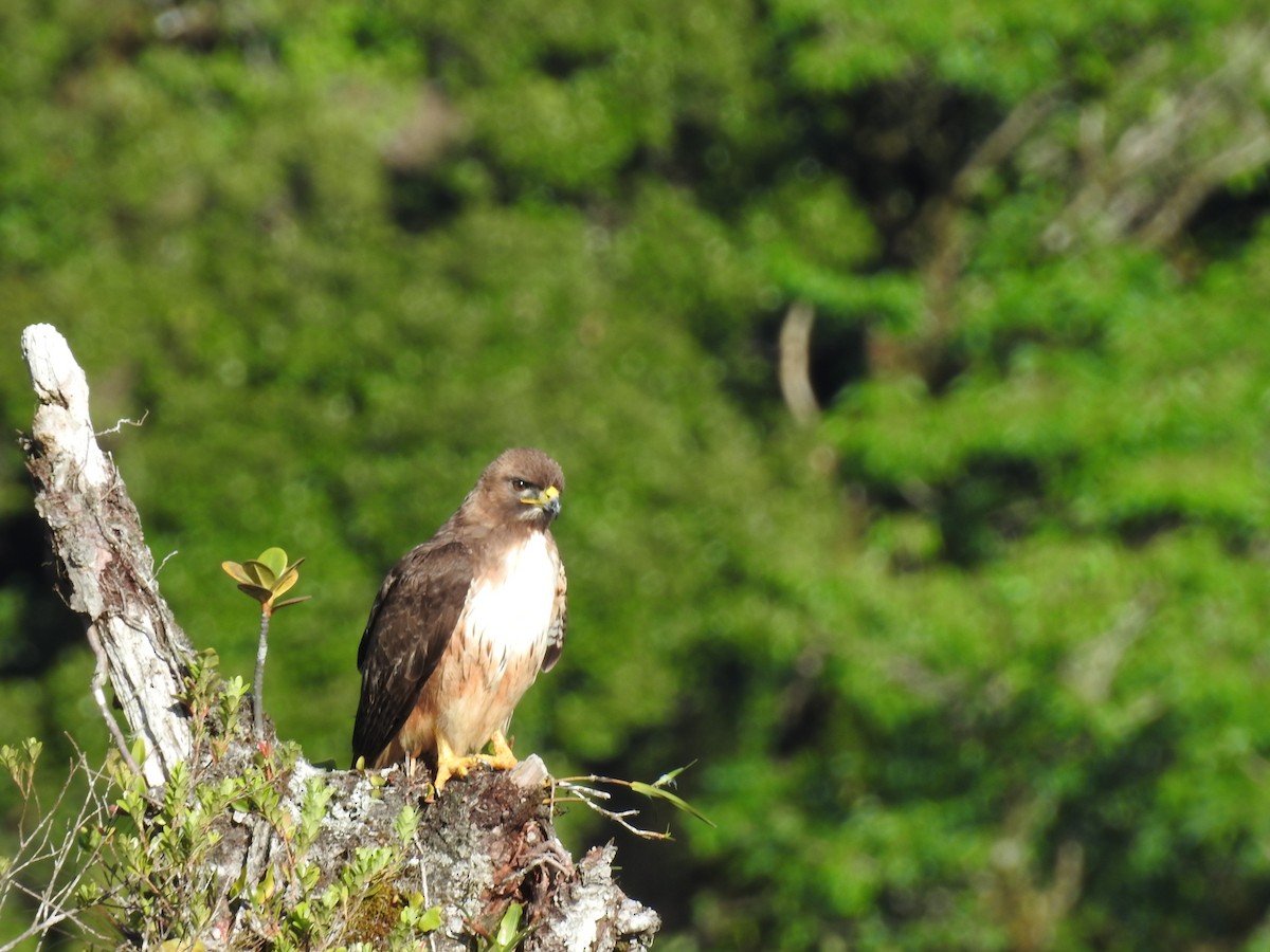 Red-tailed Hawk (costaricensis) - ML622363195