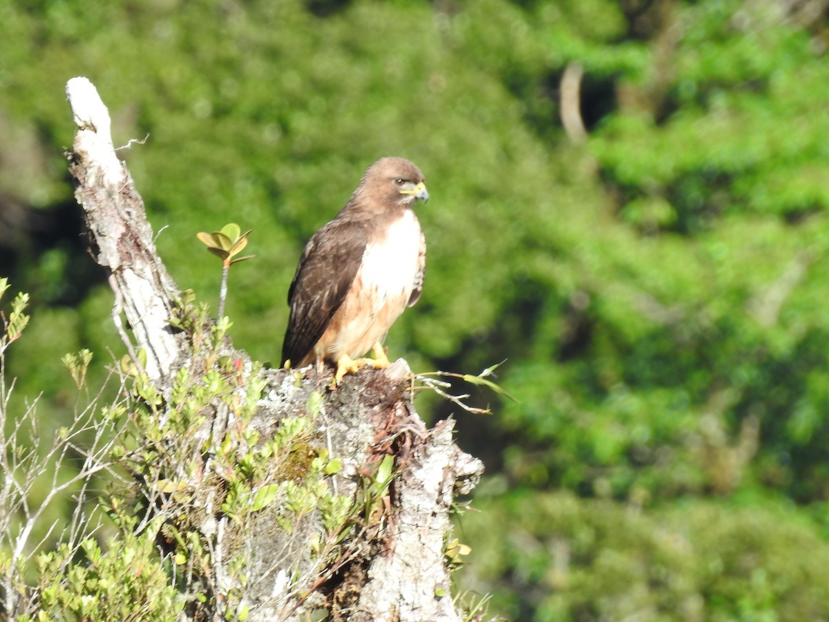 Red-tailed Hawk (costaricensis) - ML622363196