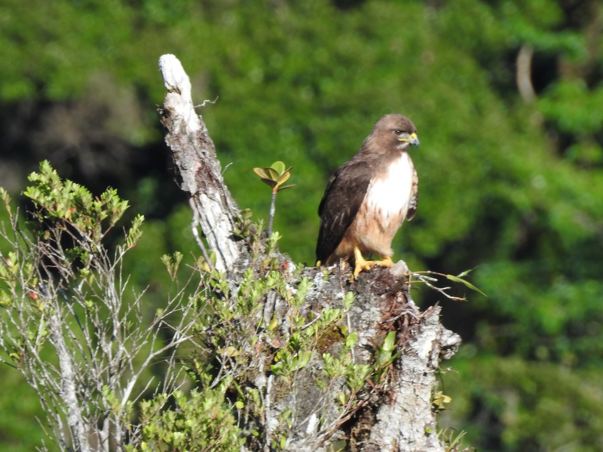 Red-tailed Hawk (costaricensis) - ML622363197