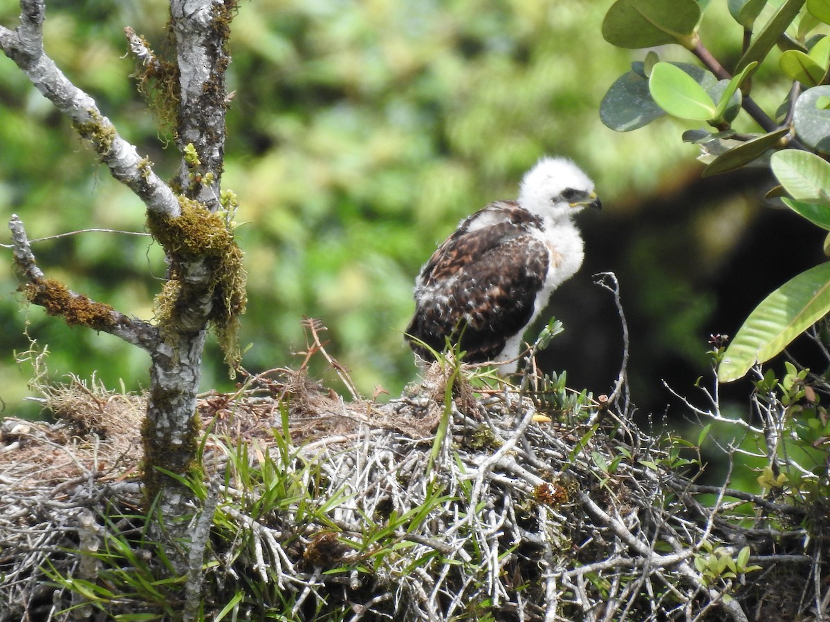 Red-tailed Hawk (costaricensis) - ML622363204