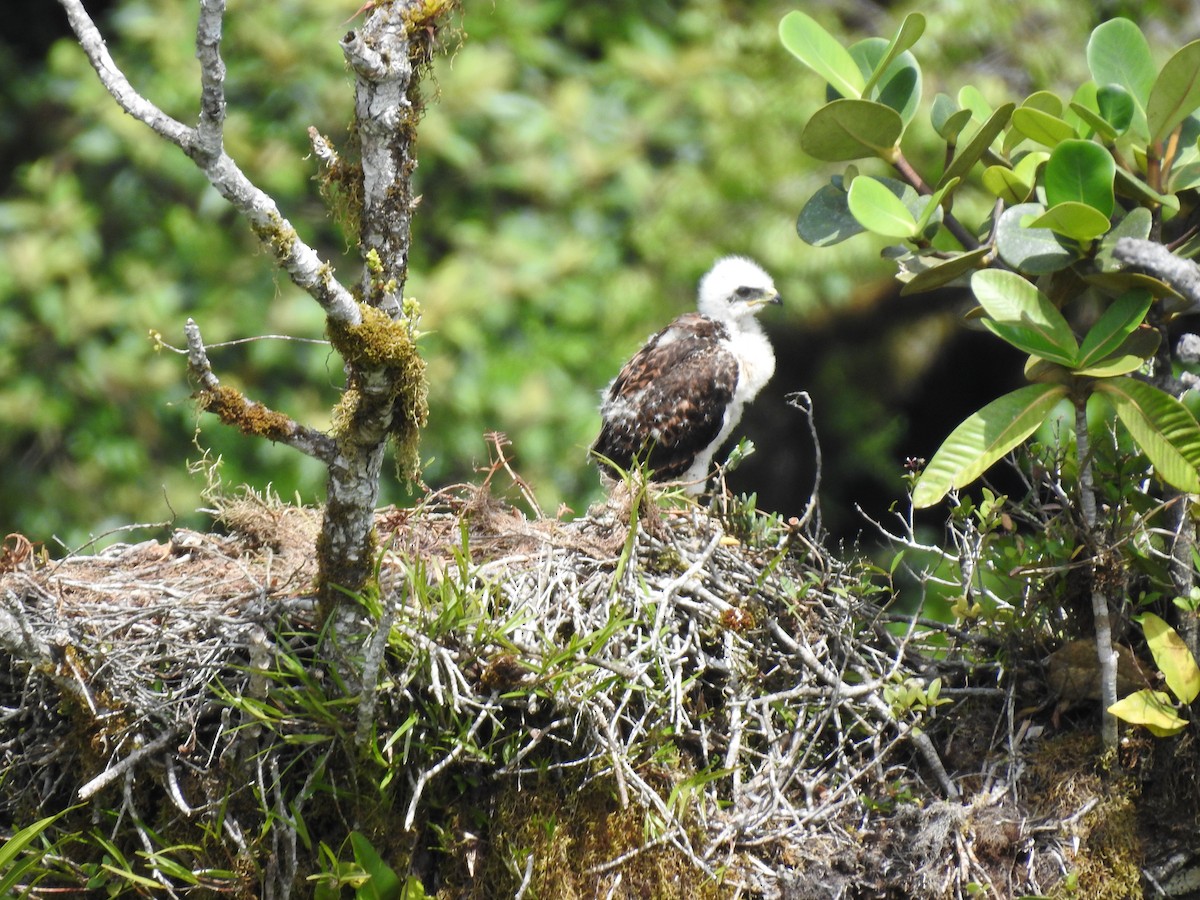 Red-tailed Hawk (costaricensis) - ML622363205