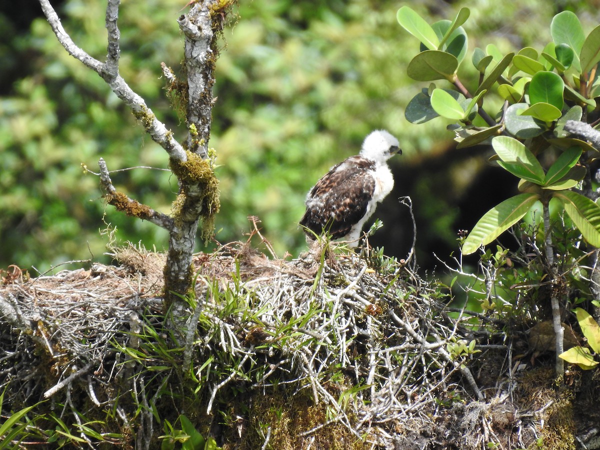 Red-tailed Hawk (costaricensis) - ML622363206