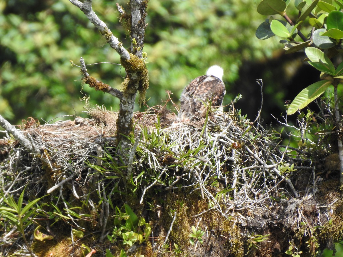 Red-tailed Hawk (costaricensis) - ML622363207