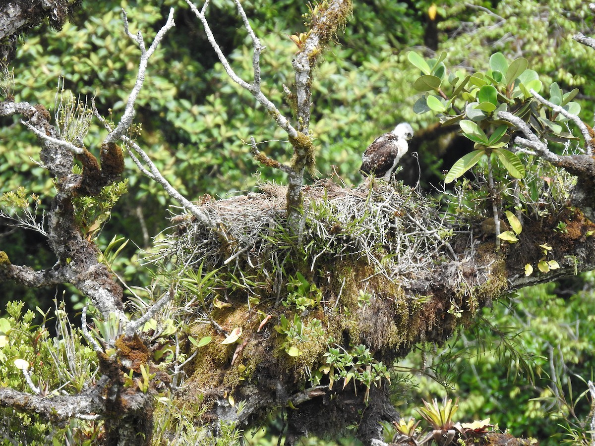 Red-tailed Hawk (costaricensis) - ML622363208