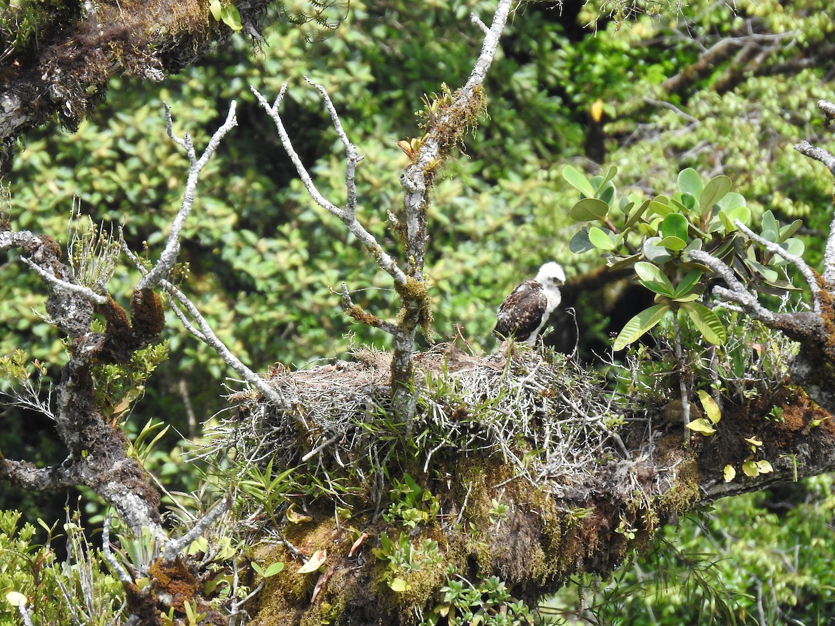 Red-tailed Hawk (costaricensis) - ML622363209