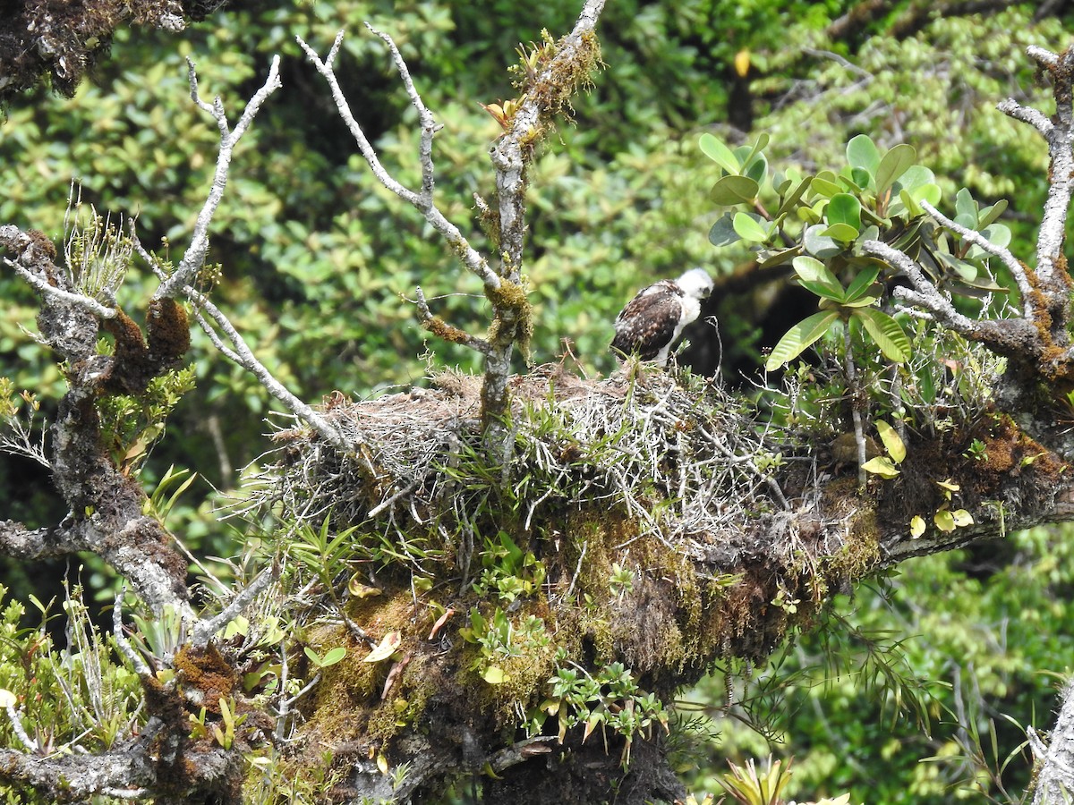 Red-tailed Hawk (costaricensis) - ML622363211