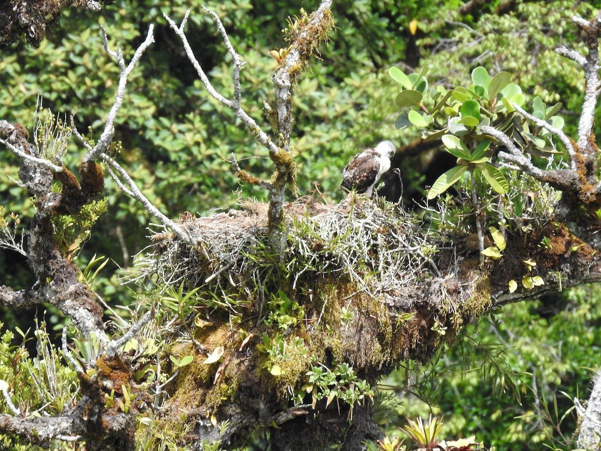 Red-tailed Hawk (costaricensis) - ML622363212