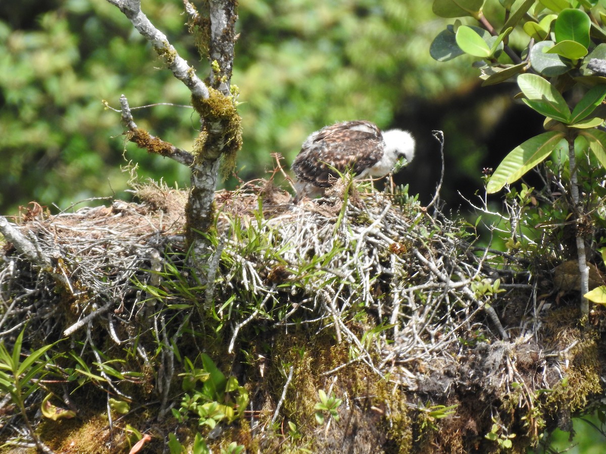 Red-tailed Hawk (costaricensis) - ML622363213