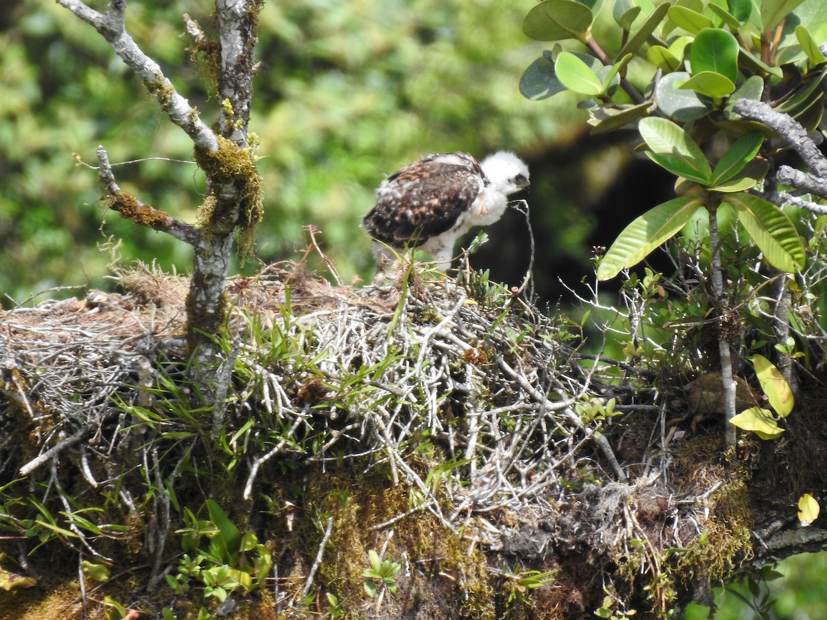 Red-tailed Hawk (costaricensis) - ML622363214