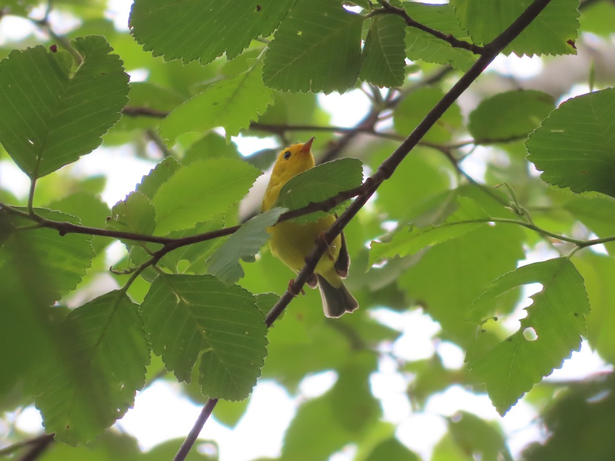 Wilson's Warbler - ML622363222