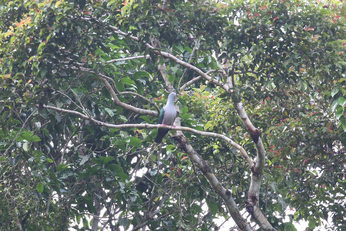 Geelvink Imperial-Pigeon - ML622363257