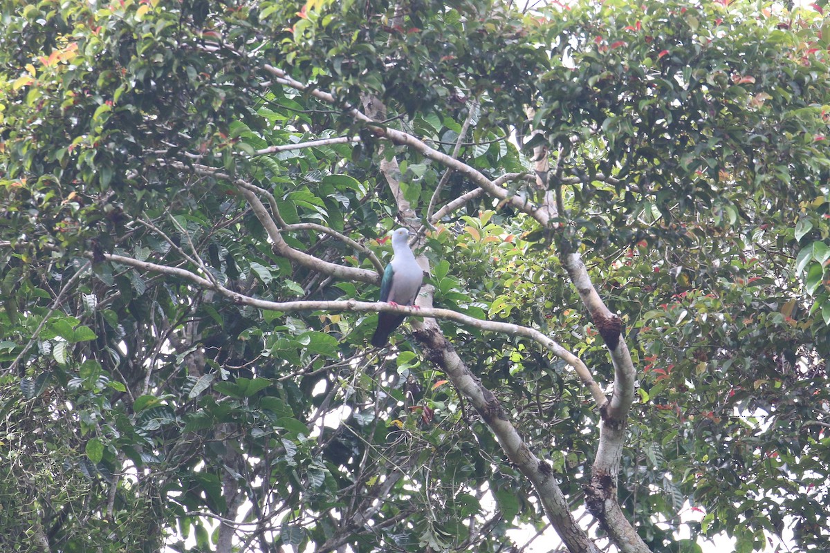 Geelvink Imperial-Pigeon - ML622363258