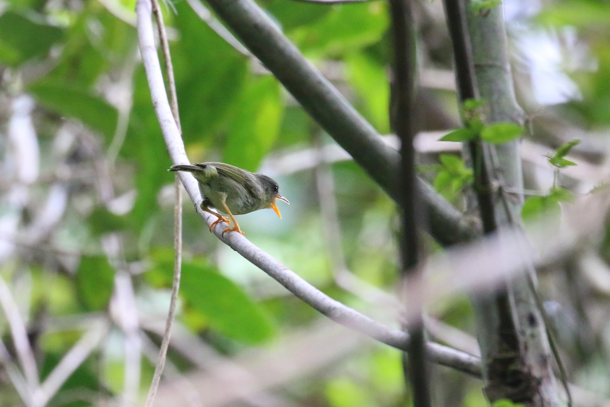 Biak Leaf Warbler - ML622363267