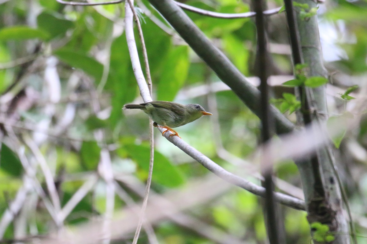 Biak Leaf Warbler - ML622363268