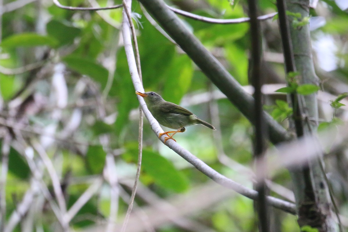 Biak Leaf Warbler - ML622363269