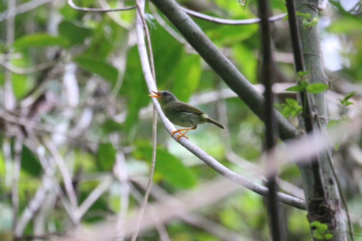 Biak Leaf Warbler - ML622363270
