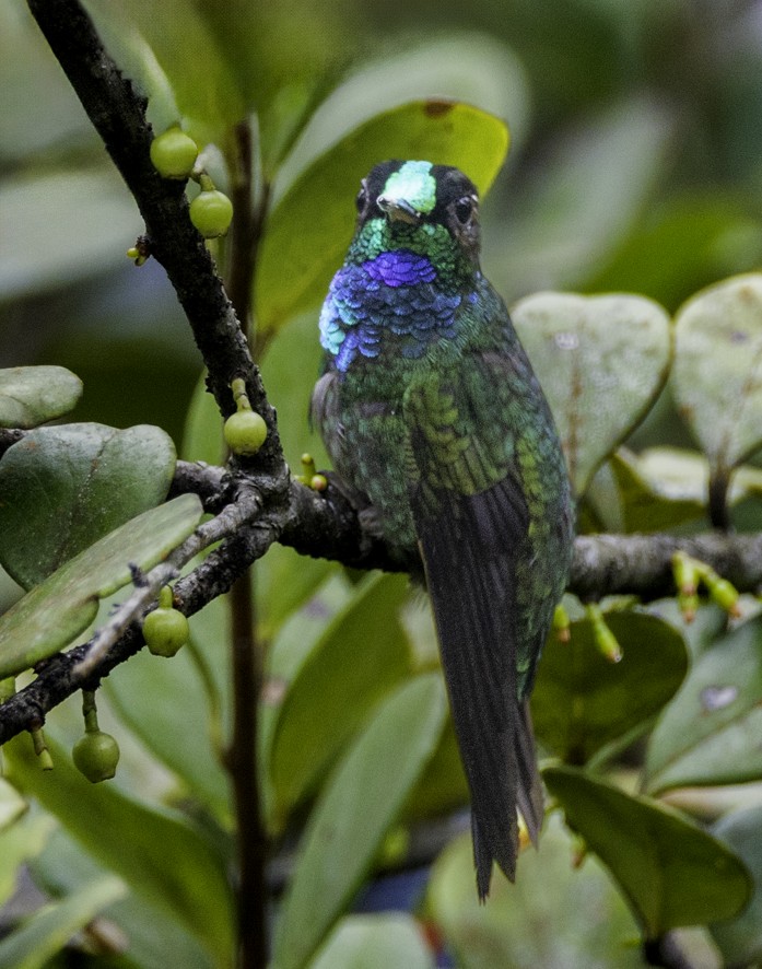 Velvet-browed Brilliant - ML622363321