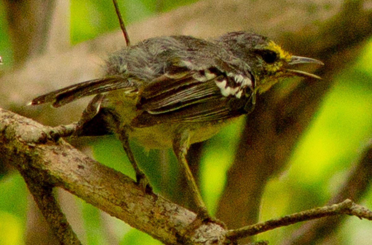 Adelaide's Warbler - ML622363363