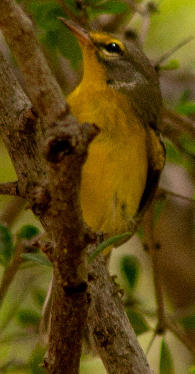 Adelaide's Warbler - ML622363364