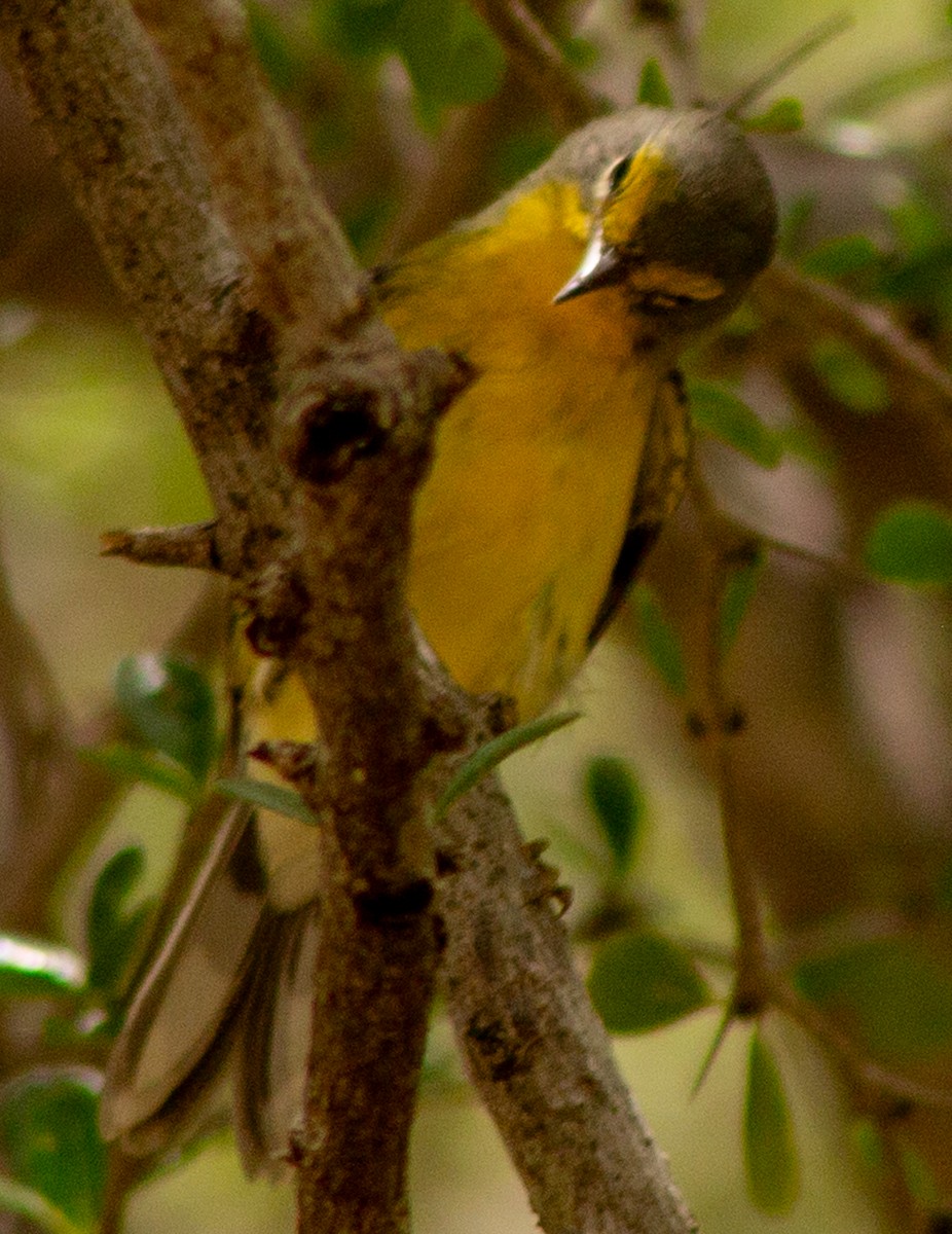 Adelaide's Warbler - ML622363365