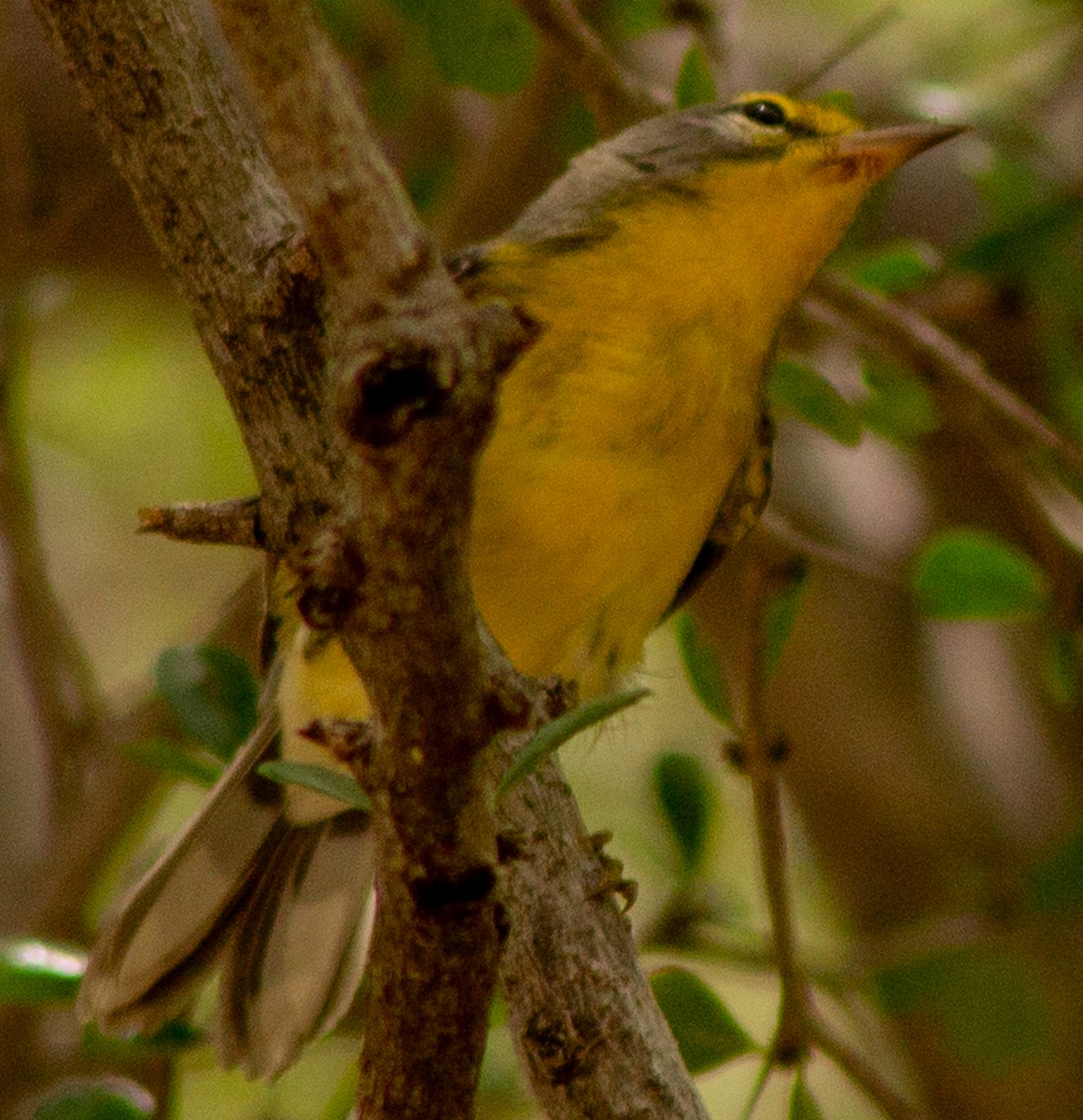 Adelaide's Warbler - Brandon Woo