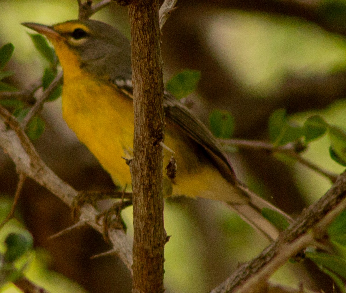 Adelaide's Warbler - ML622363368