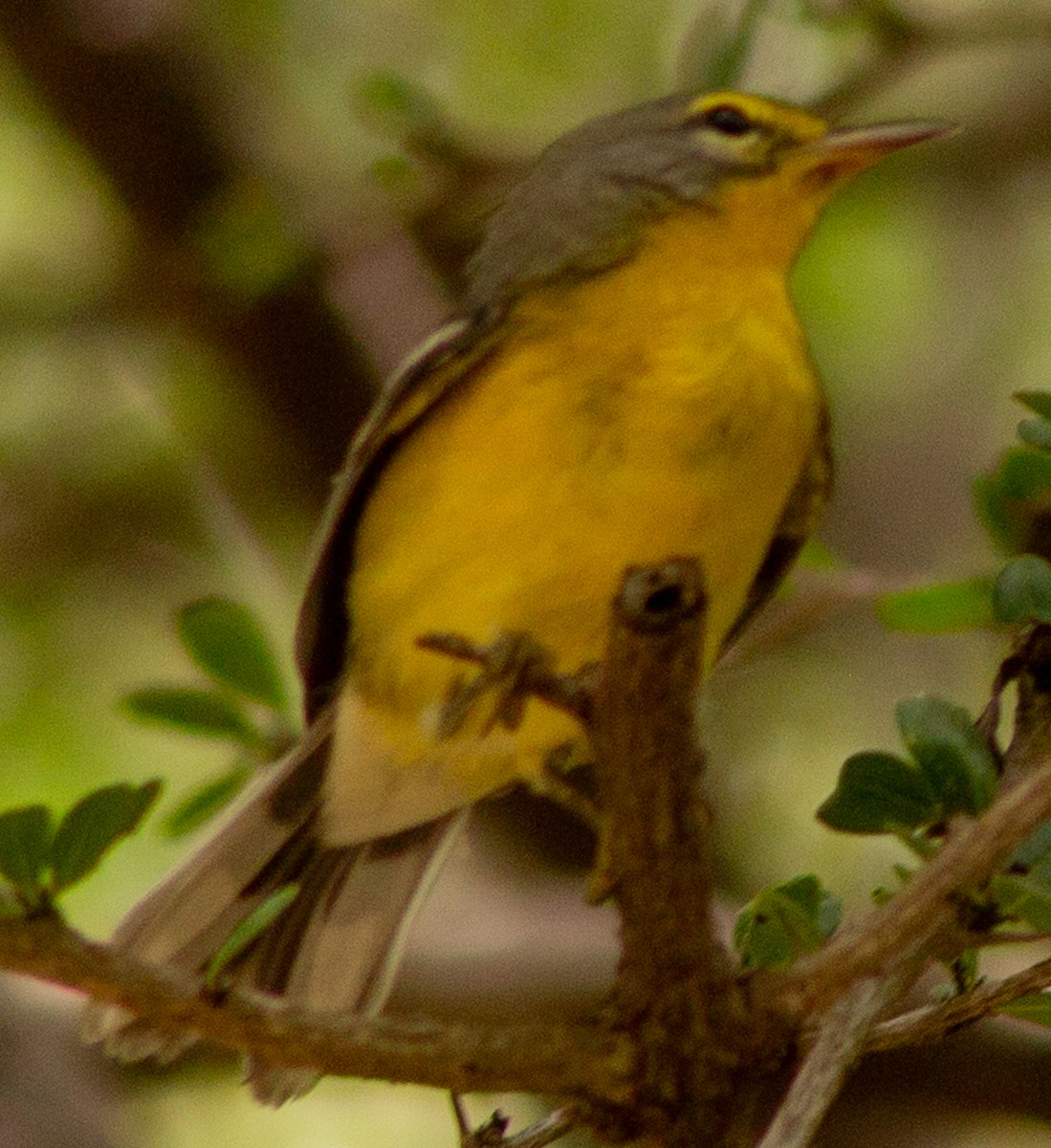 Adelaide's Warbler - ML622363369