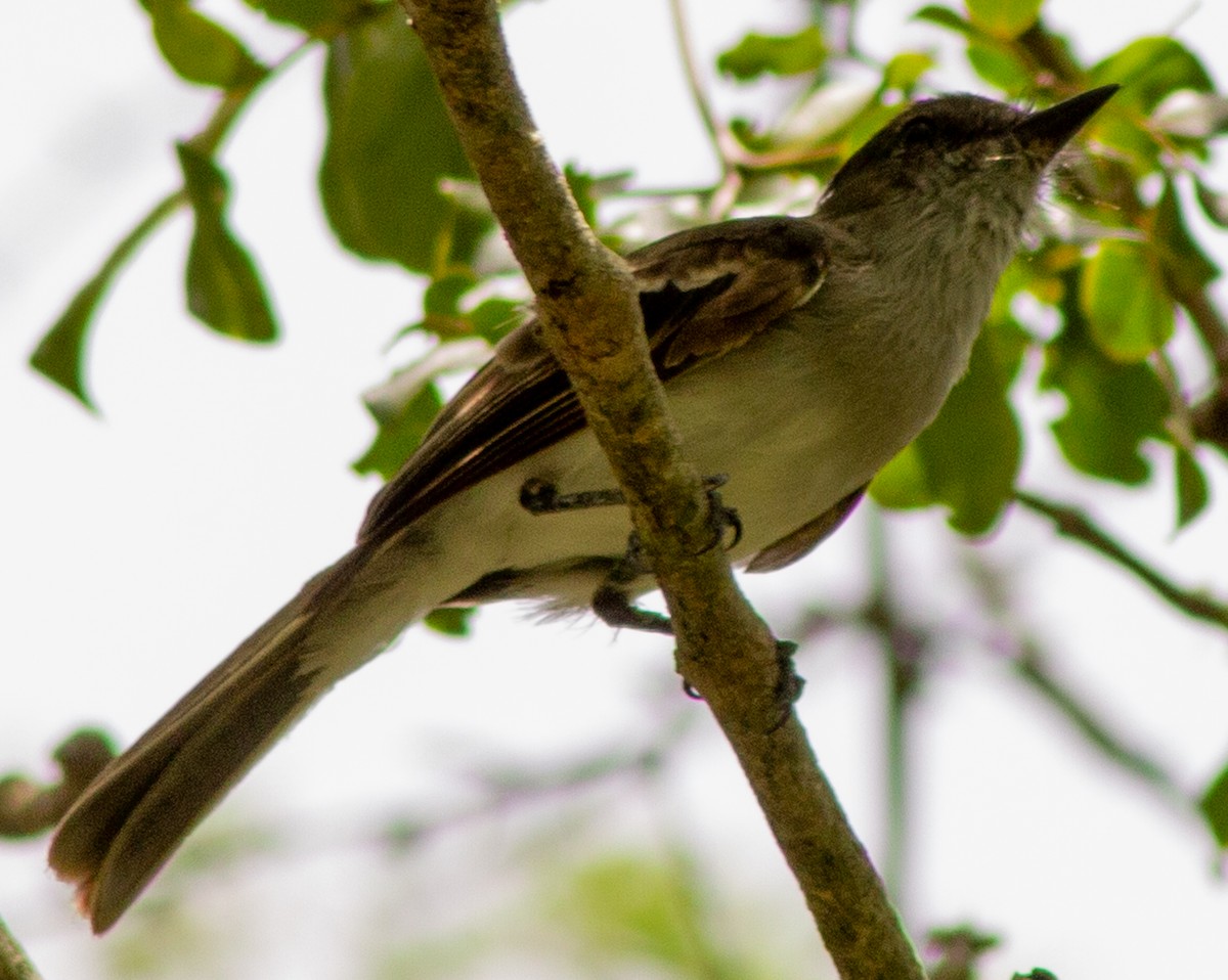 Puerto Rican Flycatcher - ML622363371