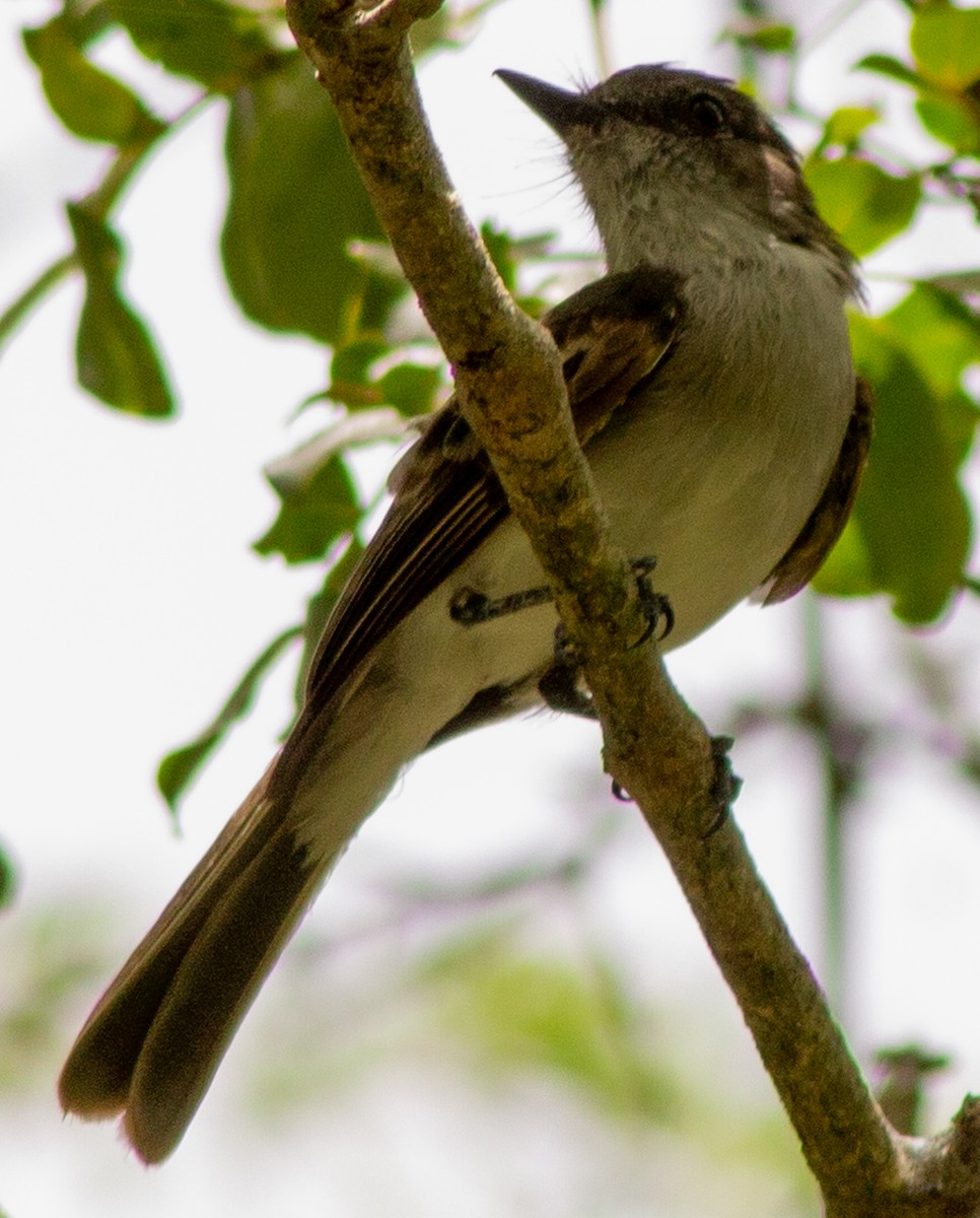 Puerto Rican Flycatcher - ML622363372