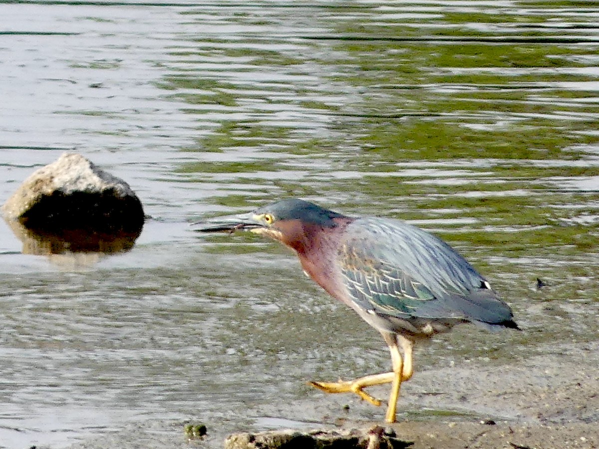 Green Heron - ML622363379