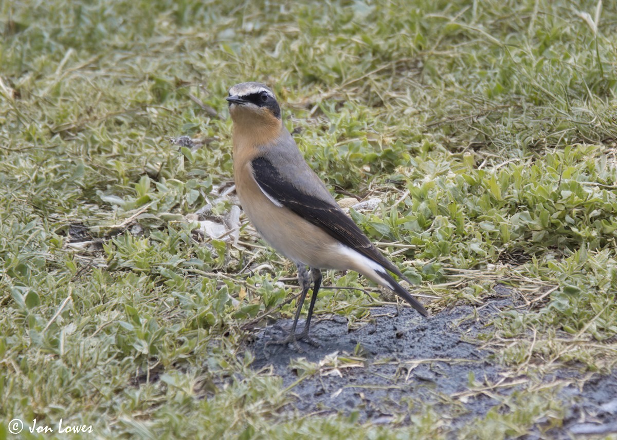 Northern Wheatear (Greenland) - ML622363423