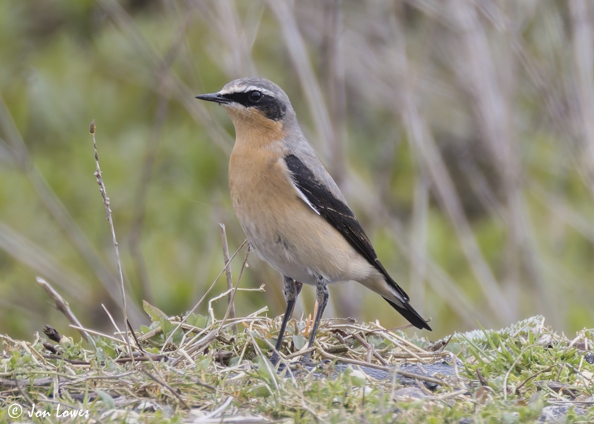 Northern Wheatear (Greenland) - ML622363424