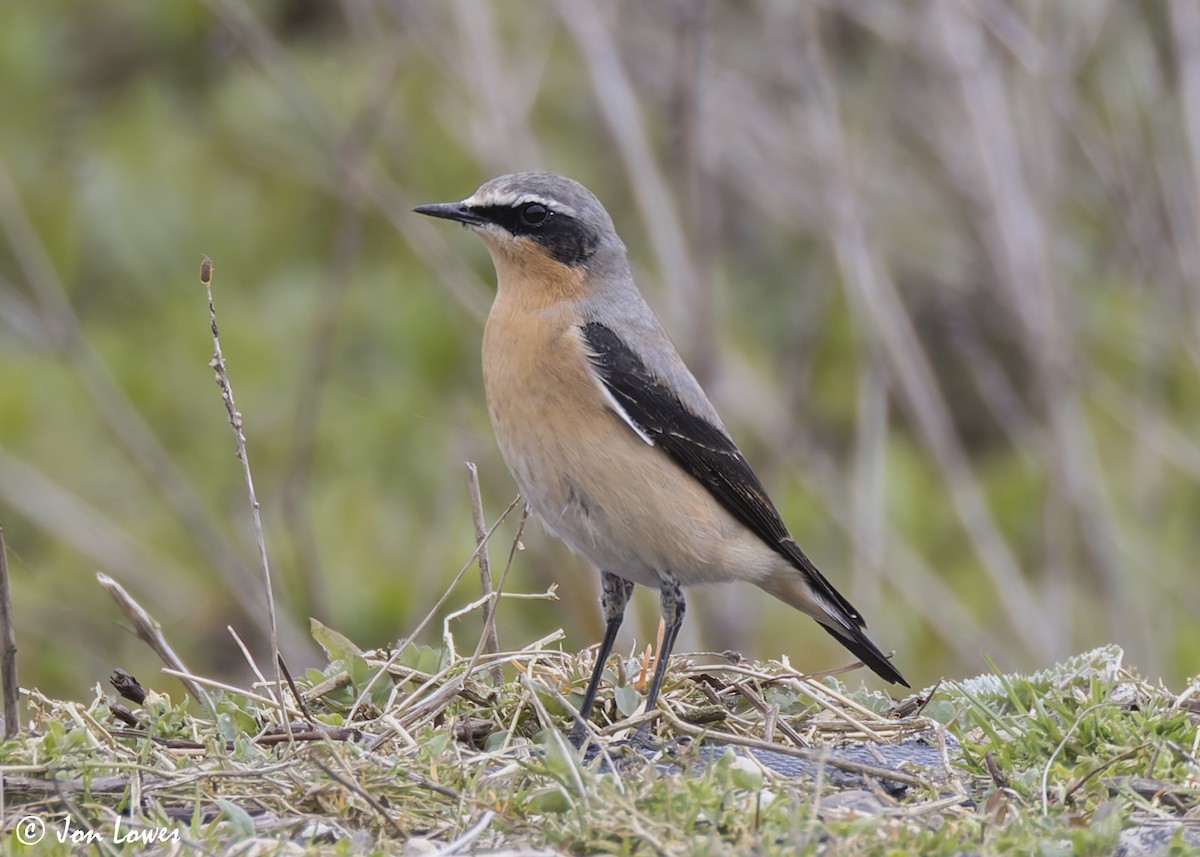 Northern Wheatear (Greenland) - ML622363425