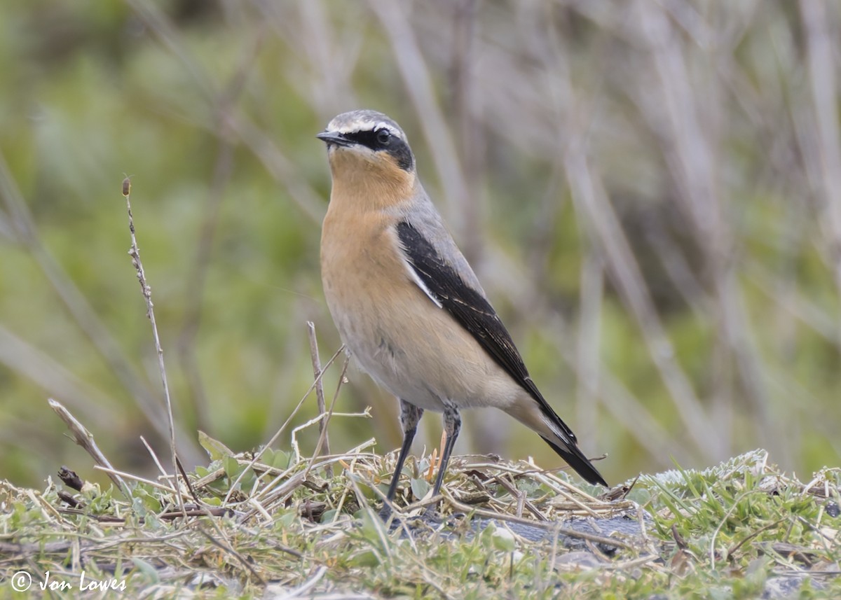 Northern Wheatear (Greenland) - ML622363426