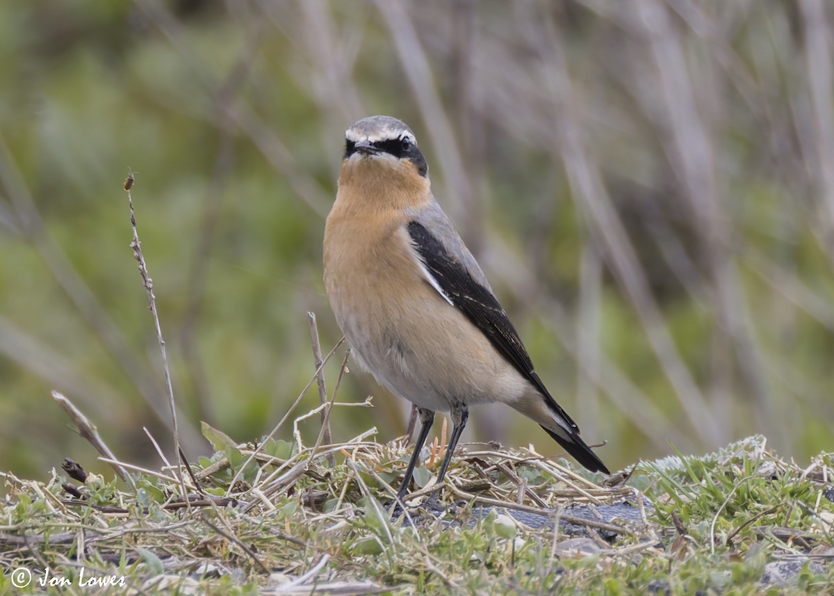 Northern Wheatear (Greenland) - ML622363427