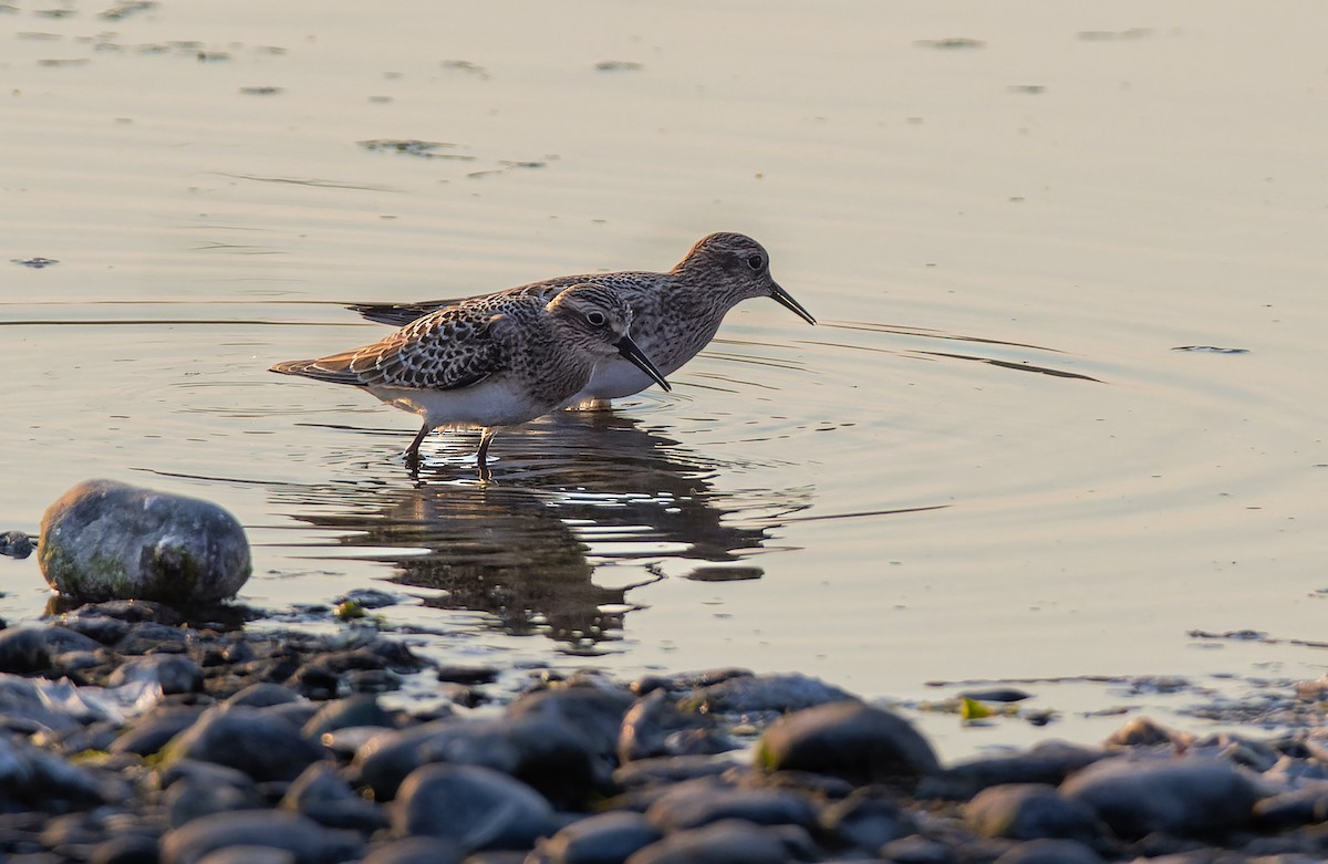 Байрдийн элсэг - ML622363430