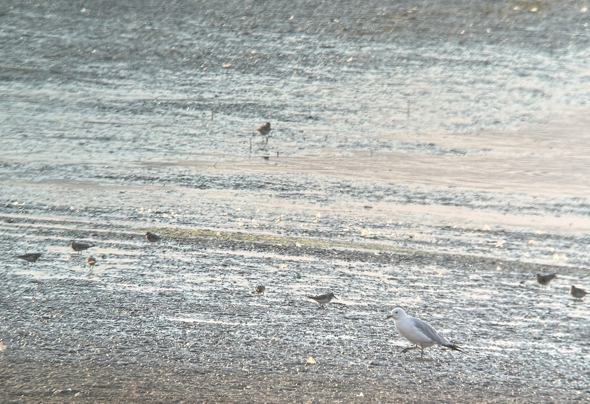 Gambecchio di Baird - ML622363476