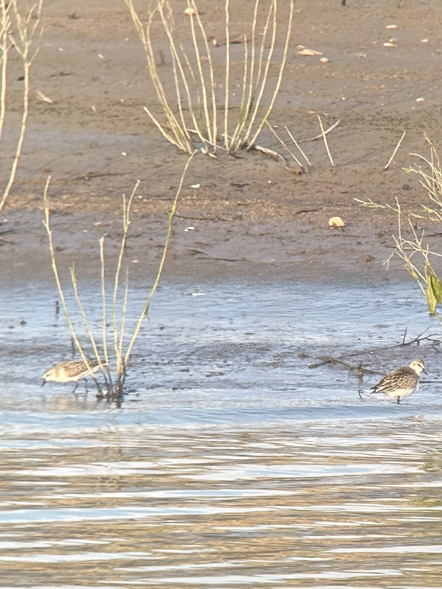 Sandstrandläufer - ML622363486