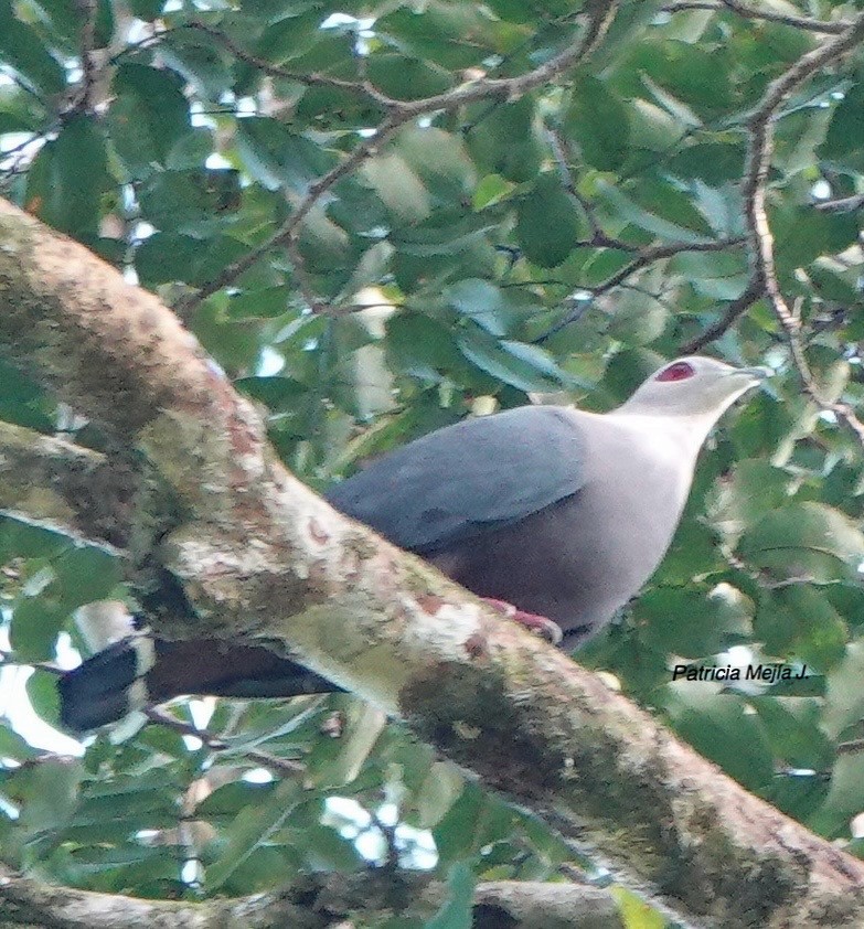 Pinon's Imperial-Pigeon - Patricia Mejia