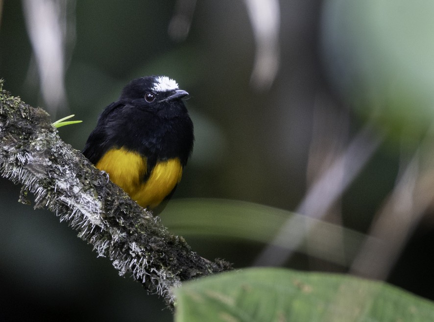 Orange-bellied Manakin - ML622363496