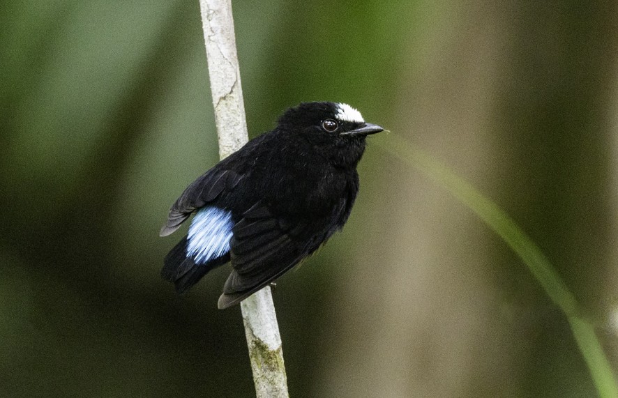 Orange-bellied Manakin - ML622363497