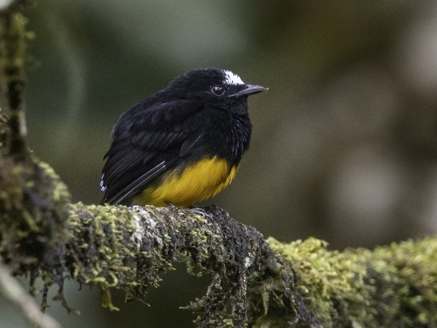 Orange-bellied Manakin - ML622363498