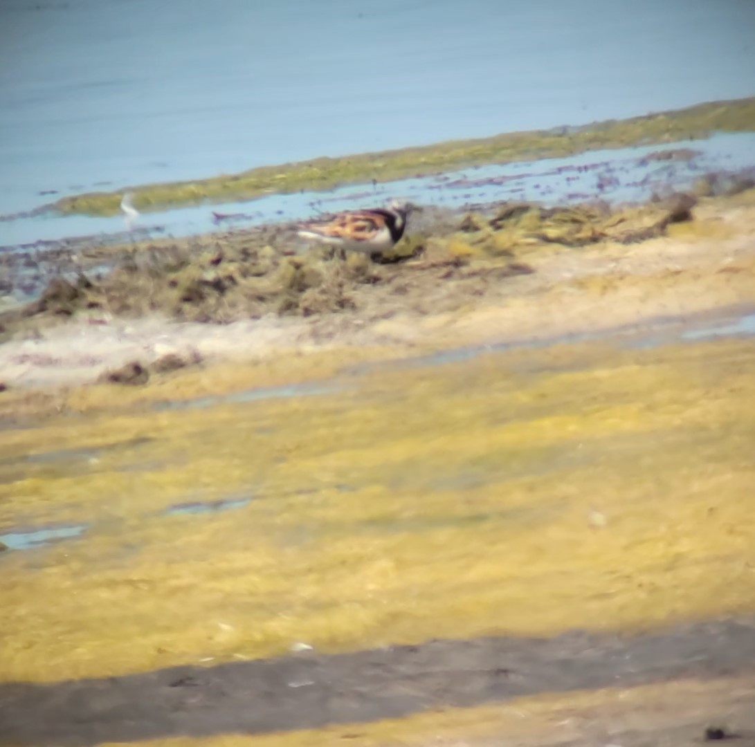 Ruddy Turnstone - ML622363541