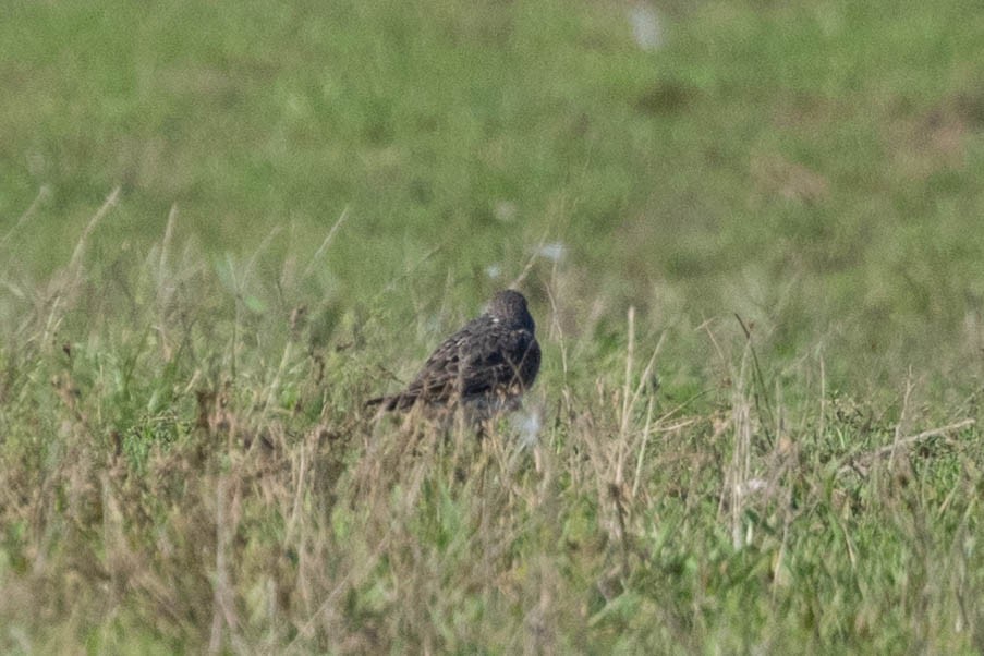 White-rumped Sandpiper - ML622363552