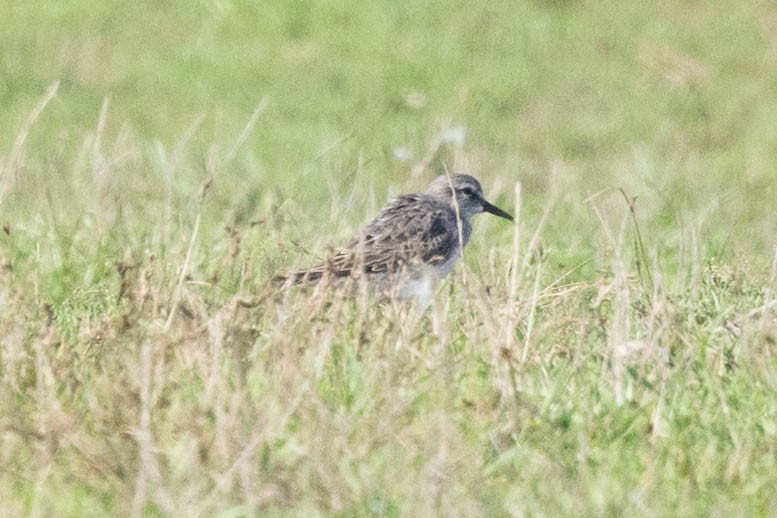 White-rumped Sandpiper - ML622363553