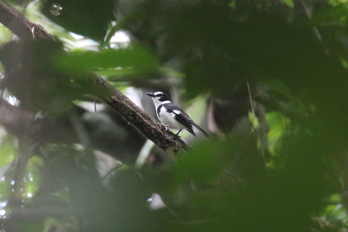 Black-sided Robin - ML622363555