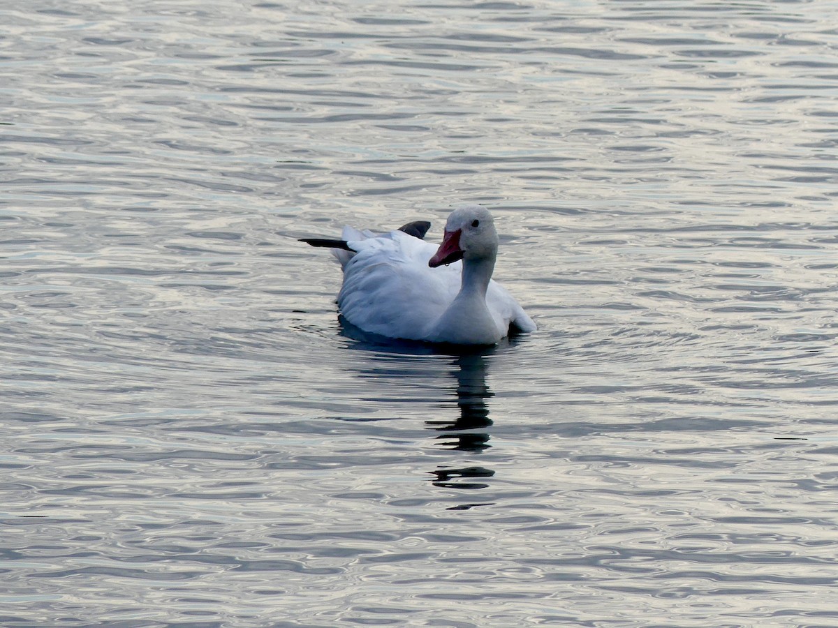 Ross's Goose - ML622363571