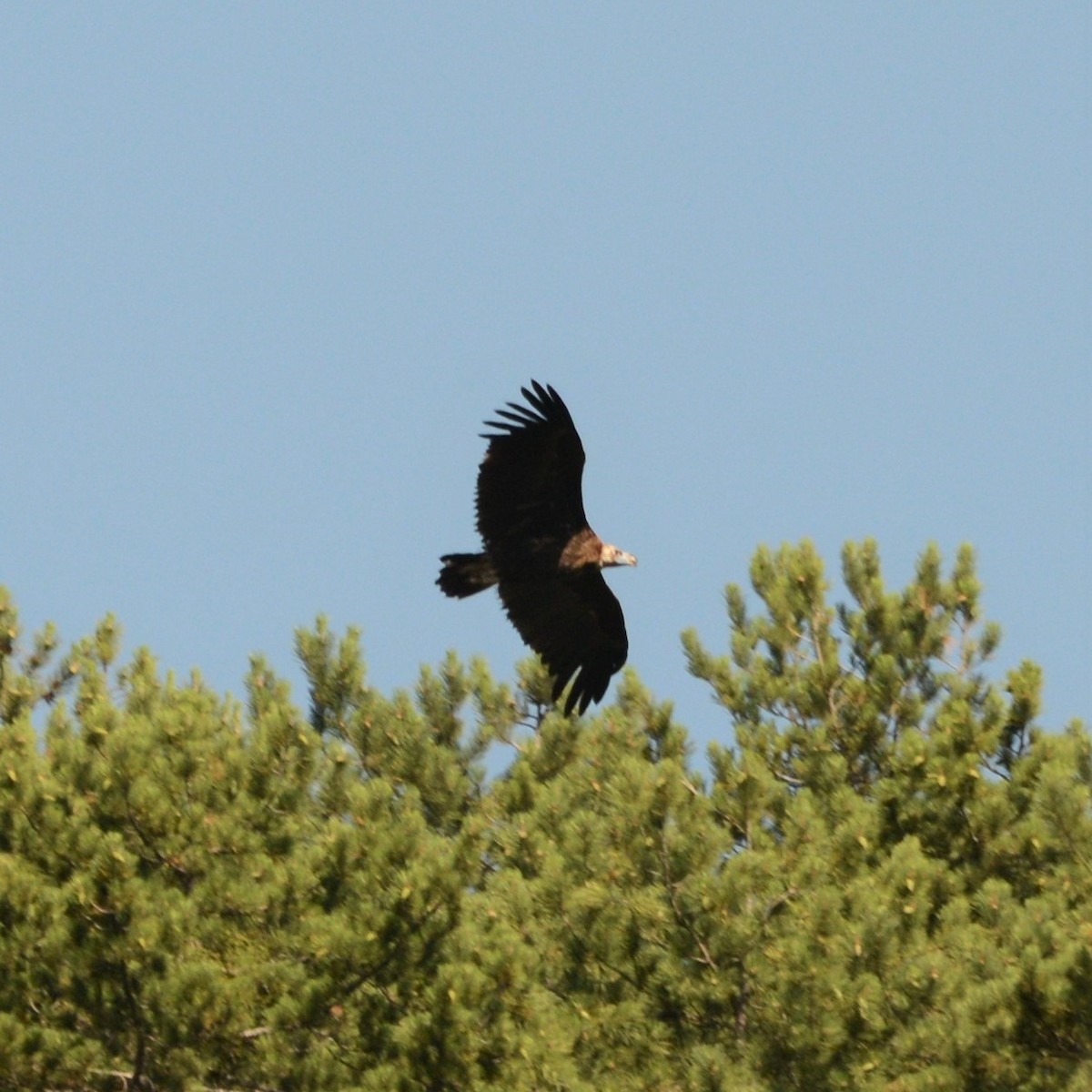 Cinereous Vulture - ML622363647