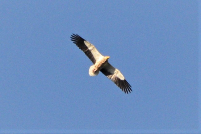 Egyptian Vulture - ML622363655